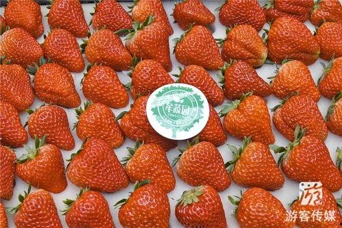 草莓国产在线,品味本土鲜甜，共筑绿色食尚